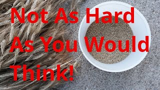 Growing Rye In My Home Garden - Threshing And Winnowing
