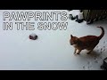 Alvi cat : pawprints in the snow