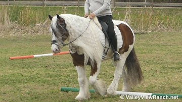 BF Conaire Mor - walk, trot, canter, transitions! - ValleyViewRanch.net