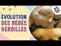 Volution des bbs gerbilles de la naissance  lge adulte trop de mignonnerie