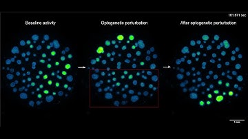 Resilience of intrinsic network assemblies (cell assemblies) to optogenetic perturbation.