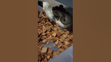 #reptiles #ballpythonfeeding #snake #ballpython #shorts #animals #subscribe #shortvideo #shortsfeed