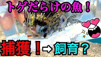 ハリセンボン飼育 Youtube