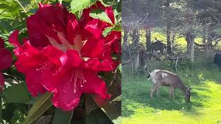 Deer Family 🦌 Bees and Lord Buckley by soarornor 119 views 8 days ago 7 minutes, 15 seconds