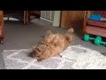 Happy dog