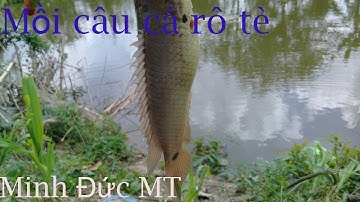 CÂU CÁ RÔ BẰNG MỒI CÁM[TOÀN DÍNH CÁ RÔ TÈ+ĐIỂM CÂU LÍ TƯỞNG]