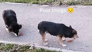 Dogs' Canteen #feeding #stray #dogs by With Love To Animals  119 views 1 month ago 10 minutes, 15 seconds