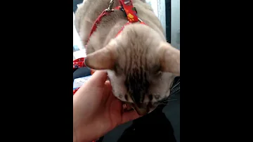 É bom colocar coleira no gato?