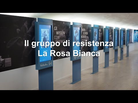 Video: Qual è Il Simbolo Della Rosa Bianca