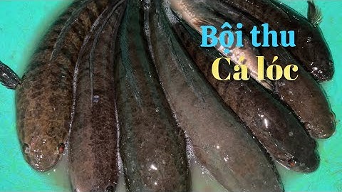 Bài mồi đơn giản thả câu trúng bầy cá lóc về nấu đặc sản miền tây | Cù Lao Dung Vlogs #474