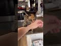 Funny cats #shorts #short #funny #cat #catvideos #funnycatsvideos #cute #pets #коты #gatos