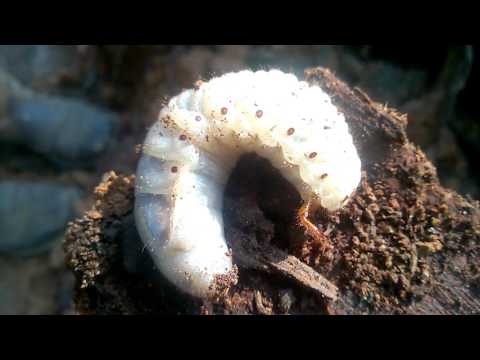 The largest Grub Worm... - YouTube