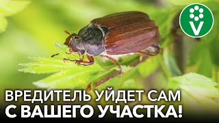 видео: ИЗБАВЬТЕСЬ ОТ ЛИЧИНОК МАЙСКОГО ЖУКА С ГАРАНТИЕЙ! 3 работающих способа для борьбы с хрущами без химии картинка: ИЗБАВЬТЕСЬ ОТ ЛИЧИНОК МАЙСКОГО ЖУКА С ГАРАНТИЕЙ! 3 работающих способа для борьбы с хрущами без химии
