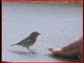 Zahmes Rotkehlchen frisst aus der Hand / tame robin eats out of hand