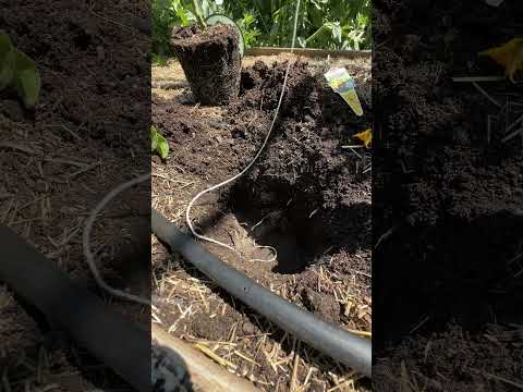 Video: Mga Ideya ng Tomato Trellis - Paano Gumawa ng Overhead Trellis Para sa Mga Halaman ng Kamatis