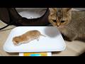 Here’s a mom cat who gets angry and carries her kitten away as soon as you start weighing it…