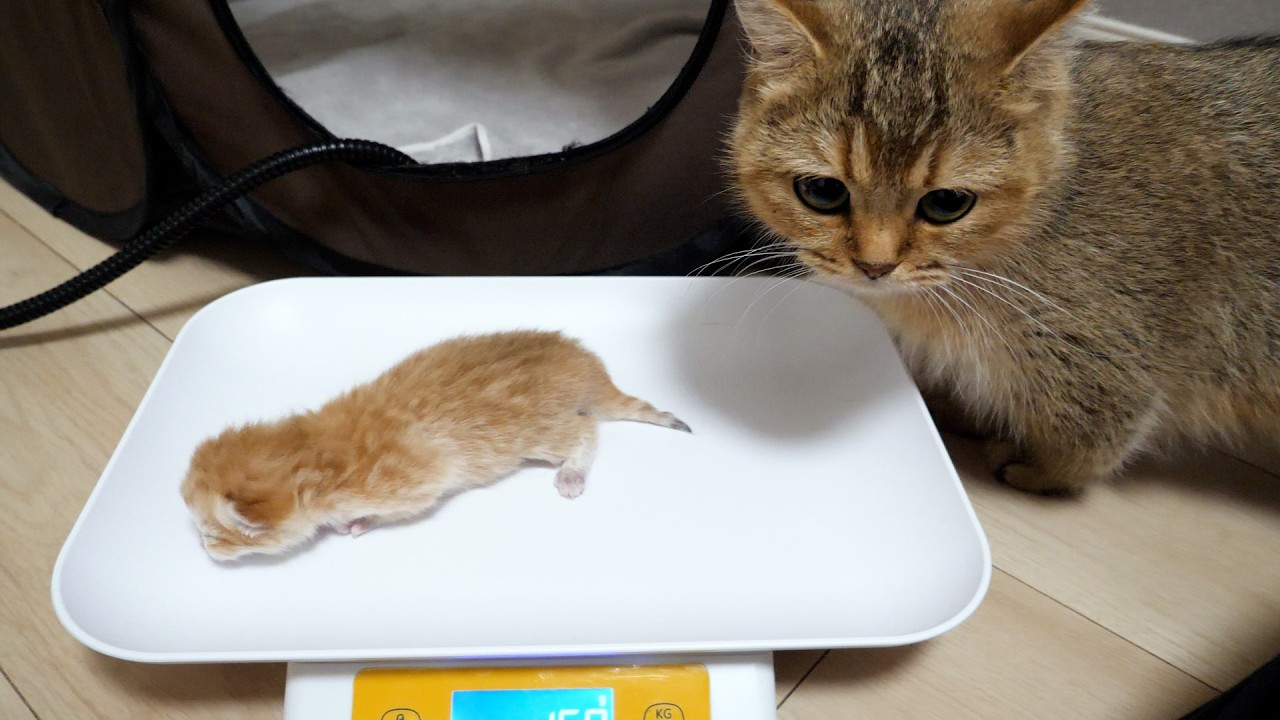 Here’s a mom cat who gets angry and carries her kitten away as soon as you start weighing it…