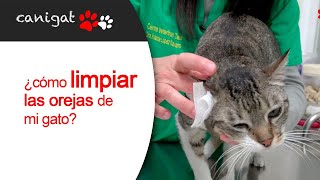 ¿cómo limpiar las orejas de mi gato? #veterinaria #gatos