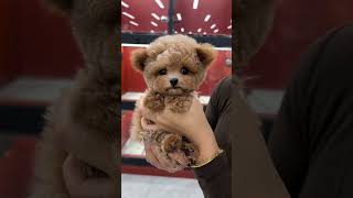 Is The Champagne-Colored Teddy Bear Your Dream Dog? The Teddy Bear Is Cute And Adorable.