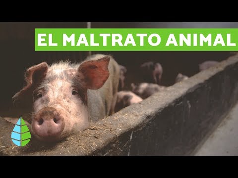 Video: Cómo reconocer y reportar el abuso animal