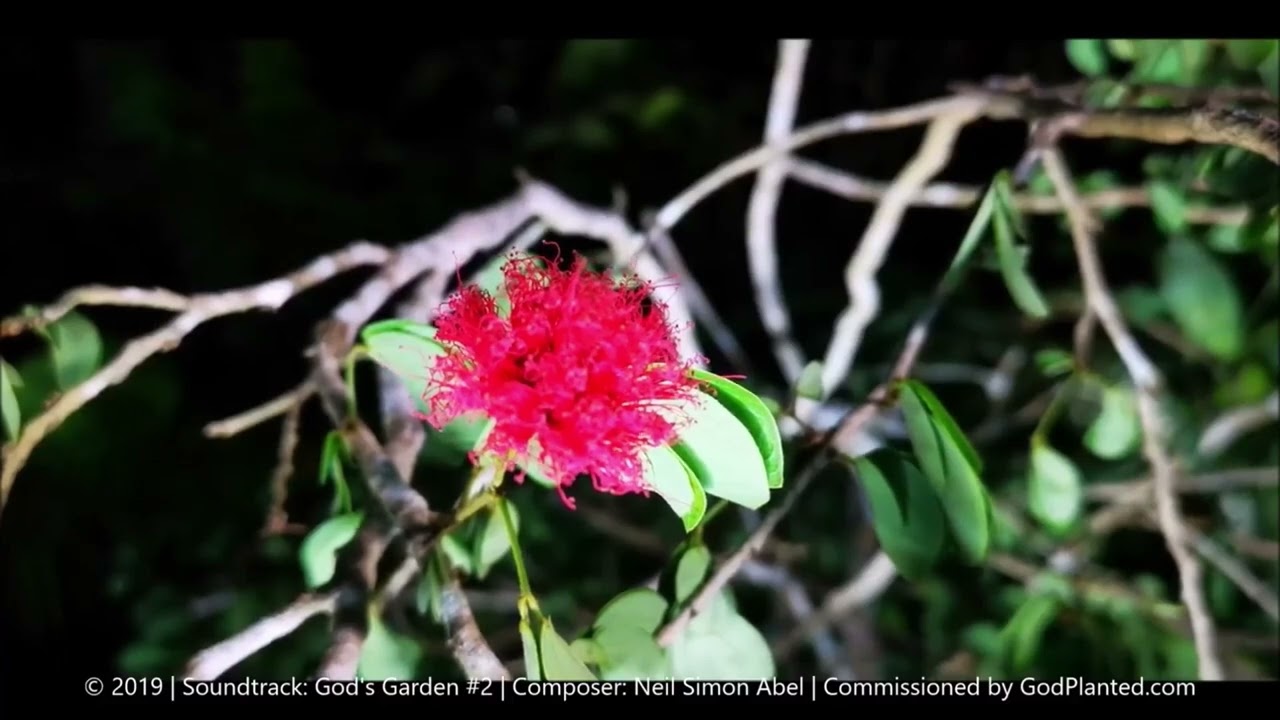 GodPlanted.com | Dwarf Red Powderpuff (Calliandra emarginata) | Timelapse | Jan 13-14, 2019