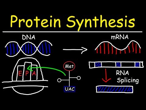 Video: Vad heter enzymet som katalyserar syntesen av mRNA-strängen?