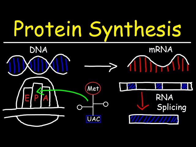 What Is The First Step Of Protein Synthesis Called Protein Synthesis Steps Diagram