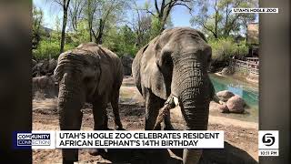 Happy Brithday To Zuri The Elephant At Utahs Hogle Zoo