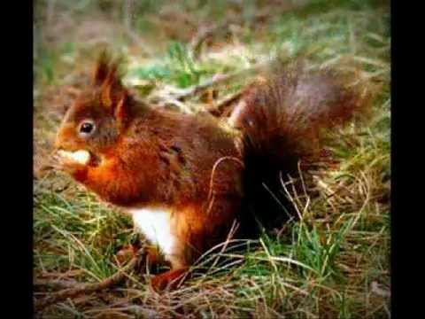 Khanty Song aki Squirrel