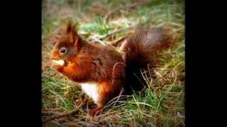 : Khanty Song "Lanki" ("Squirrel")