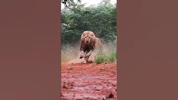 ملك الغابه The Lion King The Lion King 2019 Lion King اسد ملك الغابه ميسي في قطر و هو 