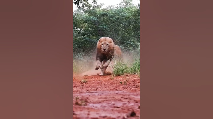 ملك الغابه the lion king#the lion king 2019#Lion king#اسد# ملك الغابه#ميسي في قطر و هو