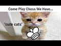 Come play chess we have part 2