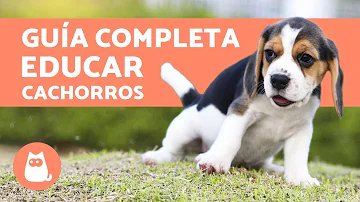 ¿Cuál es la mejor manera de educar a un cachorro?