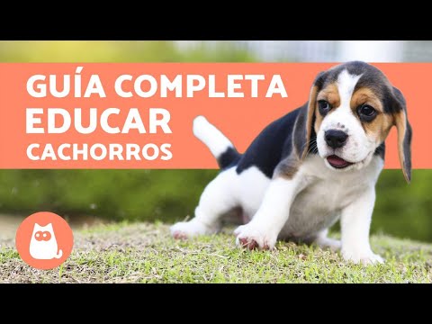 Video: Qué hacer y qué no hacer para entrenar a un cachorro