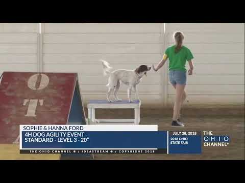 Video: Clases de Agilidad 4H para perros