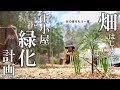 #35 山小屋に木漏れ日の森を取り戻す【そうだ、畑を作ろう】家庭菜園にチャレンジ