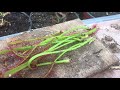 como hacer esquejes de drosera capensis/PLANTAS CARNÍVORAS