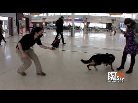 Video: Pet Scoop: Bomb-Detecting Dog Breaks Free na letišti, Boxer šetří Buddyho z Sova