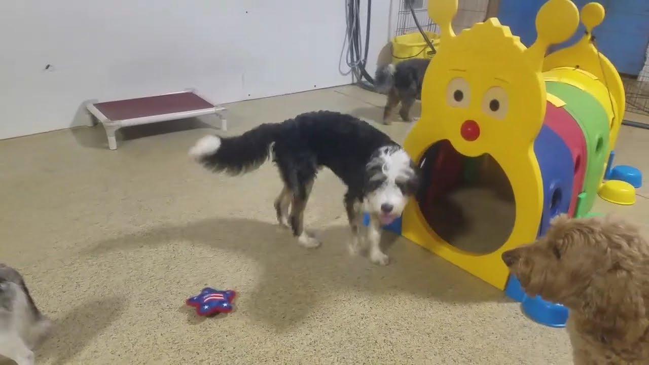 Playtime at Dogs On The Farm & Cats Too!