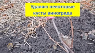 Некоторые кусты винограда пришлось удалить.