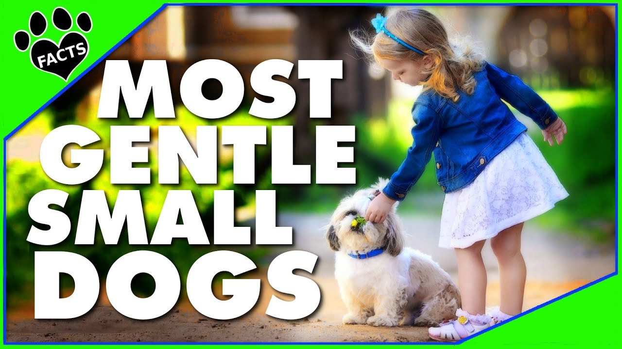 small gentle dog breeds
