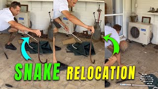 Professional Person Performing a Red-Bellied Black Snake Relocation