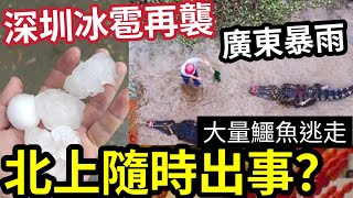 慘過香港！廣東中山「暴雨成災」洪水沖毁「鱷魚養殖場」大量鱷魚逃走！中央氣象局警告「廣東地區」會再落冰雹！北上小心！內地人赴韓「開冰糖葫蘆店」四個月「狂執60間！」5/5內地猛料「看中國新聞快訊」