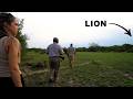 Lion Spots Us Walking in South Africa (Kruger National Park)