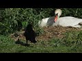 Crow annoying swan