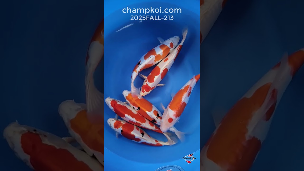 2025FALL-213: 40-453cm Marusaka Yamato Nishiki | ChampKoi