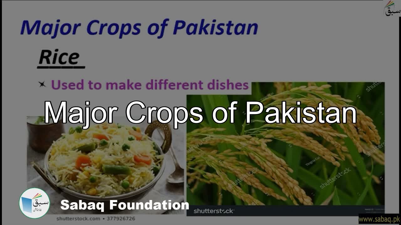 essay major crops of pakistan