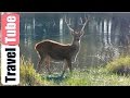 Safari in Kanha National Park