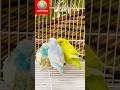 4 Birds Singing Naturally 🌿 Real Birdsong (No Music) for Deep Relaxation & Stress Relief